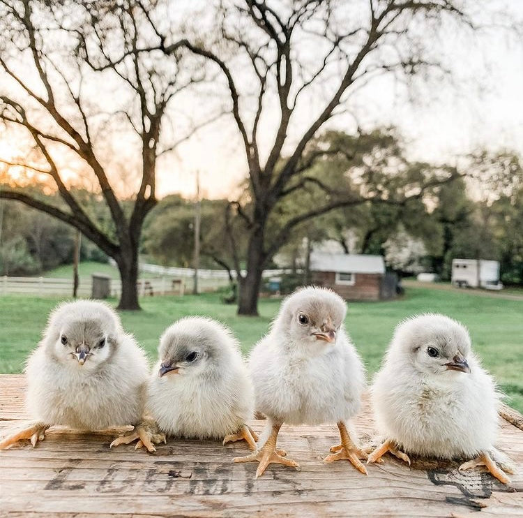 Chicks