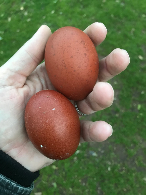 Black Copper Marans Eggs